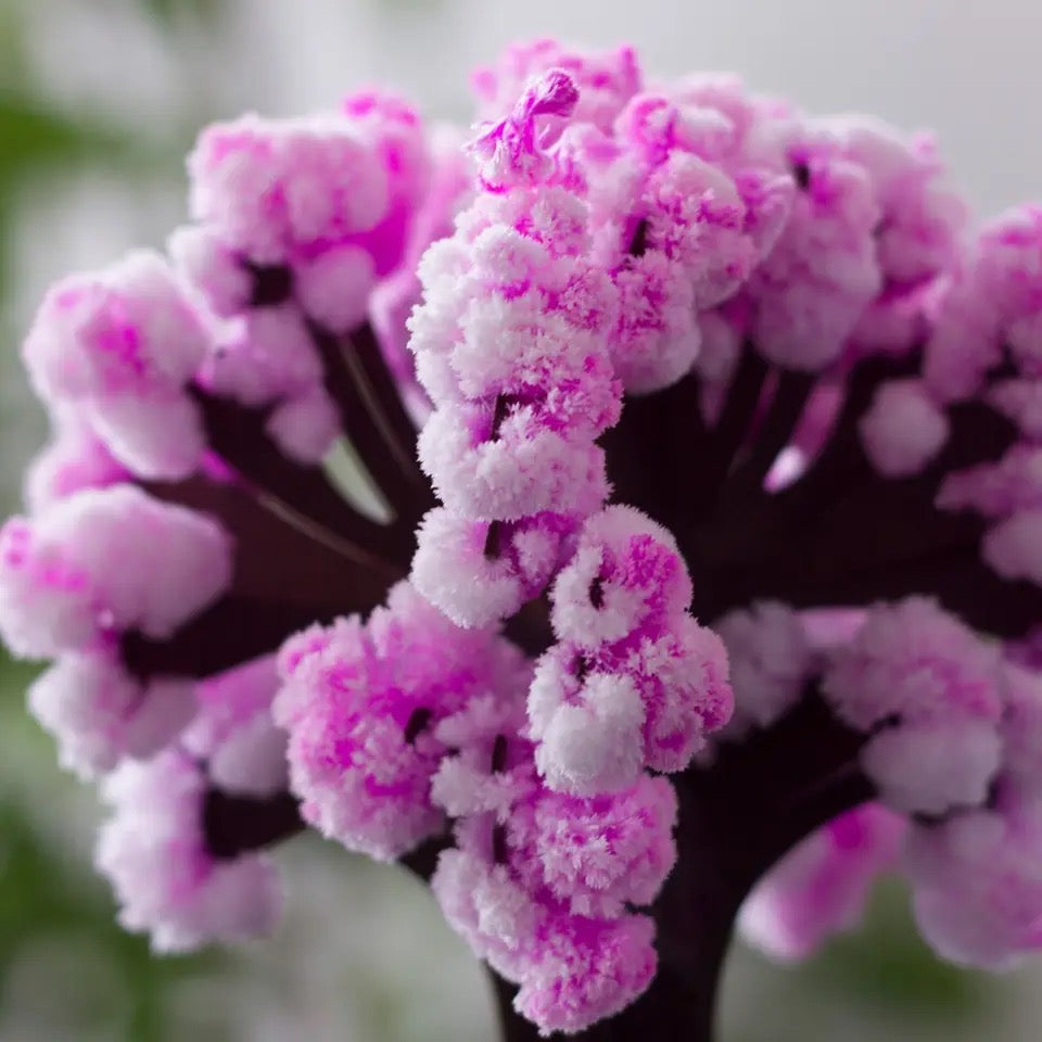 MagicBaum Pink - MeSilver